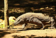Indonésie - Croisière Alila Purnama Komodo Expedition - Dragon de Komodo