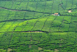 Indonésie - Java - Les plantations du col de Puncak © Sylvia Sooyon – Shutterstock