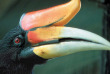 Malaisie - Circuit Les Trésors de Bornéo - Les oiseaux de la rivière Kinabatangan
