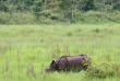 Népal - Rhinocéros unicorne du Parc national du Chitwan