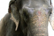 Népal - Visite au camp des éléphants