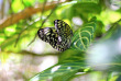 Philippines - La ferme des papillons à Bohol