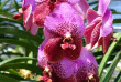 Thailande - La ferme des orchidées