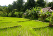 Thailande - Les rizières du Fern Resort Mae Hong Son