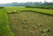 Vietnam - Circuit Bienvenue à Ky Son - Les rizières de Ky Son