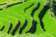Vietnam - Circuit De Mai Chau à Sapa - Les rizières du Nord Vietnam