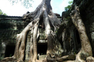 Cambodge - Le Temple du Ta Phrom à Angkor