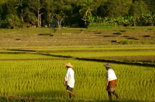 Thailande - Le travail dans les rizières