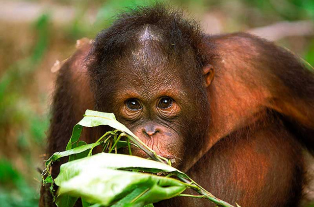 Malaisie - Circuit Les Trésors de Bornéo - Les orangs-outans de Semenggoh