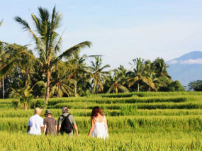 Indonésie - Bali - Ubud - Wapa di Ume Resort & Spa - Promenade dans les rizières