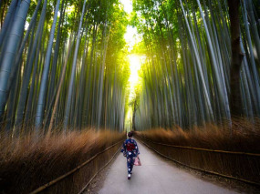 Japon - Forêt de bambous de Sagano © Patrick Foto - Shutterstock