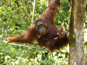 Malaisie - Circuit Découverte des orangs-outans - Les orangs-outans de Bronéo