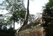 Cambodge - Le temple du Ta Phrom à Angkor