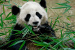 Chine - Panda au Zoo de Pékin © CNTA