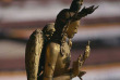 Chine - Sculpture du temple de Jokhang à Lhassa © CTNA