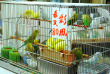 Hong Kong - Marchs et temple de Kowloon © iStock, Yoyoshow23