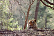 Inde - Sur les pas des maharajas – Ranthambore © Incredible India
