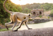 Inde - Sur les pas des maharajas – Ranthambore © Bonniebc – Shutterstock