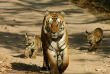 Inde - Les tigres de Ranthambore