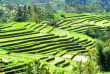 Indonésie - Bali -  Puri Dajuma Cottages - Rizières des alentours