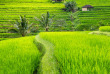 Indonésie - Bali - Les rizières de Jati Luwih © Ivoha – Shutterstock