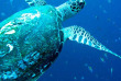 Indonésie - Bali - Croisière SeaTrek dans les Iles de la Sonde - Fonds marins