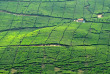 Indonésie - Java - Les plantations du col de Puncak © Sylvia Sooyon – Shutterstock