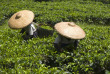 Indonésie - Java - Les plantations du col de Puncak © Worldpics – Shutterstock