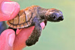 Indonésie - Java - Élevage de tortues au Kura Kura Resort