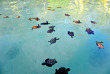 Indonésie - Karimunjawa - Kura Kura Resort - Sauvegarde des tortues