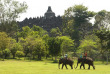 Indonésie - Jogjakarta - Plataran Borobudur Resort & Spa - Promenade à dos d'éléphant