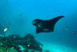 Indonésie - Raja Ampat - Papua Diving © bittenbysharks.com