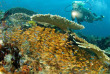 Indonésie - Raja Ampat - Papua Diving © bittenbysharks.com