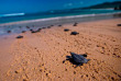 Indonésie - Sumba - Nihiwatu - Remise à l'eau de jeunes tortues