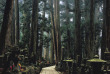 japon - Le cimetière du Mont Koya © Wakayama Prefecture - JNTO
