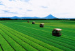 Japon - Kagoshima - Champs de thé © JTA-JNTO