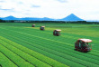 japon - Les plantations de thé de Kagoshima © Kagoshima Prefectural Tourist Federation - JNTO