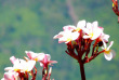 Laos - Descente du Mékong en croisière à bord du Vat Phou - Fleurs de frangipanier