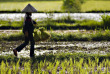 Laos - Dans les rizières des environs de Luang Prabang