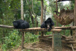 Laos - L'enclos des ours