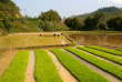 Laos - Le repiquage du riz dans les rizières