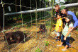 Malaisie - Circuit A la découverte de la péninsule - Les orangs-outans de Bukit Merah
