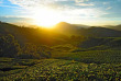 Malaisie - Circuit A la découverte de la péninsule - Les plantations de thé de Cameron Highlands