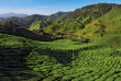 Malaisie - Circuit Comptoirs et plantations - Les plantations de thé de Cameron Highlands
