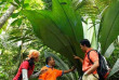 Malaisie - A la découverte du Taman Négara - À la découverte de la flore du parc