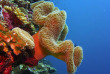 Maldives - Euro Divers - La plongée