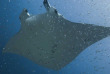Maldives - Euro Divers - La plongée - Raie manta © Antoine Jegat