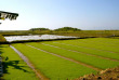 Myanmar - Lac Inle - Rizière du Lac Inle