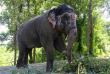 Népal - Visite au camp des éléphants © Kasara Resort