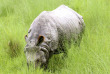 Népal - Rhinocéros unicorne du Chitwan